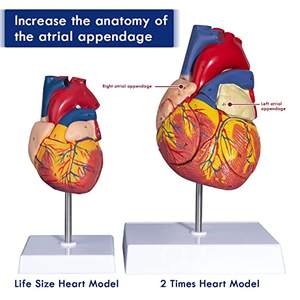 Structure vasculaire d'organe viscéral agrandie 2 fois modèle de coeur anatomique modèle de coeur humain avec appendice auriculaire anatomique - Product Image 4