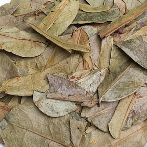 Hojas de Guanábana Orgánicas al por Mayor |   Secado y Limpiado |   Vietnam |   Marca Viet Delta |   Duración de vida útil de 12 meses |   Preparar Té |   Modelo Hazel - Product Image 1