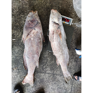 Chất Lượng Cao Đông Lạnh Nâu Croaker Cá Gutted Trang Trại Lớn-Giá Bán Buôn - Product Image 2