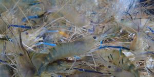 โรงงานจีนปี 2026 <span class=keywords><strong>ขาย</strong></span>ตรงไมโคโปรตีนโปรตีนสูง สารตกค้าง MSG 70% สำหรับ<span class=keywords><strong>อาหาร</strong></span><span class=keywords><strong>สัตว์</strong></span>น้ำ - Product Image 4