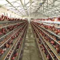 Cage automatique galvanisée de type A pour poules pondeuses, capacité 96/120/128/160 oiseaux, pour ferme avicole
