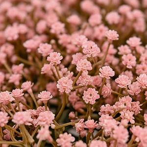 Artificial Pink Mini Grass Floral Panel UV Resistant Decorative <b>Flower</b> <b>Wall</b> Tile Vertical Garden Panel for Indoor Outdoor <b>Wall</b> - Product Image 4