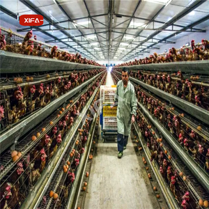 Motor de Jaula de Batería para Gallinas Ponedoras de Calidad Superior 80 para Avicultura Galvanizada en Bangladesh - Product Image 6