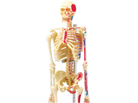 Modèle de dissection de squelette humain en PVC assemblé en 4D, 46 parties, pour l'enseignement et la formation médicale CE\ISO
