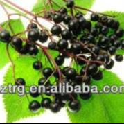 Extracto de Saúco en Polvo, Antocianinas Solubles en Agua, Grado Alimenticio, Ingrediente para Suplemento Inmunológico y Antiviral - Product Image 1