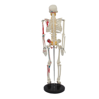 Modelo de Esqueleto Humano de 85 cm, Mitad del Cuerpo, con Marcas de Músculos, Disco Intervertebral, Nervio Espinal, para la Enseñanza de Biología Escolar