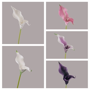 Fleur artificielle Calla Lily Rainbow <span class=keywords><strong>Sketcher</strong></span> en EVA, branche de simulation au toucher réel, tige florale élégante pour décoration de mariage et de maison, vase - Product Image 3