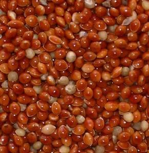 מזון לציפורים ניהוואן, דוחן אדום סיני, דוחן פרוסו דביק, דוחן אדום סיני - Product Image 2