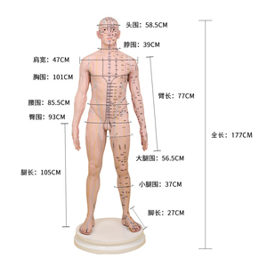 177cm mô hình châm cứu con người kinh tuyến acupoint Y Học Trung Quốc 12 đồng mô hình Hình Ảnh Da nhỏ người kim thực hành mô hình - Product Image 5