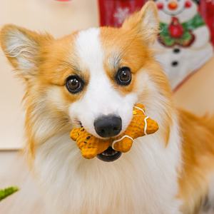 2025 yeni ürün noel ayı yavru köpekler için interaktif Bite lateks diş sağlık ses oyuncaklar - Product Image 4