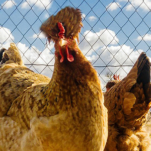 Filet <span class=keywords><strong>anti</strong></span>-oiseaux torsadé en nylon/HDPE pour volailles et poulets, fourni directement par l'usine - Product Image 5