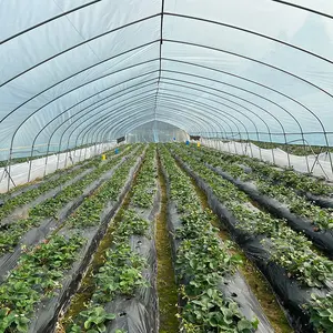 supplier cheap price hoops tunnel greenhouse vegetable green house