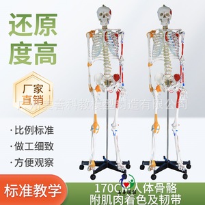 Modelo de esqueleto humano de cuerpo completo de 170 cm con estructura anatómica desmontable que incluye músculos, ligamentos, pelvis, yoga. - Product Image 4