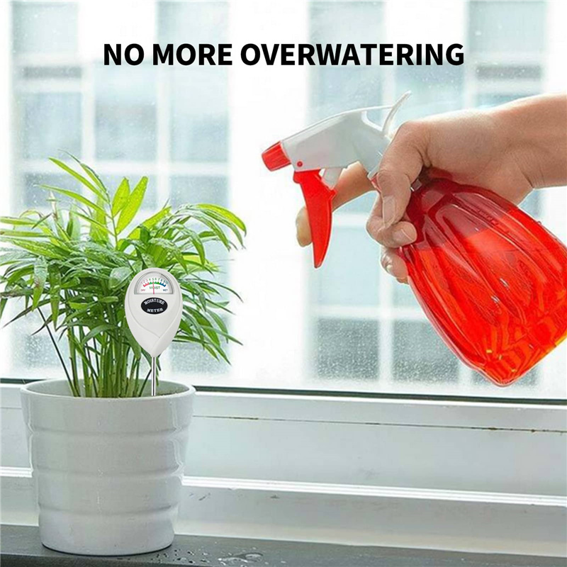 zz plant care indoors ZZ Plant