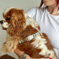 Maßgefertigte Charms Moodies Gepolstertes Plastik Verstellbares Wasserdichtes PVC-Nylon Anti-Zug H-förmiges Hundegeschirr-Set Großhandel Mode