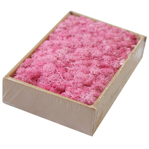 Penjualan Terbaik Stabil Diawetkan Abadi Lumut Lumut Dekorasi Kantor Muschio - Product Image 2