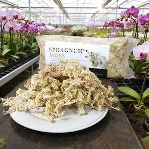 Musgo Sphagnum <span class=keywords><strong>de</strong></span> Grado Profesional que Cumple con los Estándares Internacionales <span class=keywords><strong>de</strong></span> Pureza y Rendimiento <span class=keywords><strong>en</strong></span> Operaciones <span class=keywords><strong>de</strong></span> Horticultura Comercial - Product Image 1