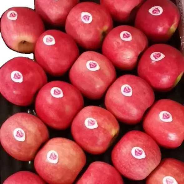2022 New Season China High Quality Fresh Pink Lady Apple for Export