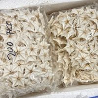 Coquillages naturels d'étoile de mer Dragon Bone, artisanat fait main, souvenirs de marché de plage en gros de Chine, décorations pour aquarium