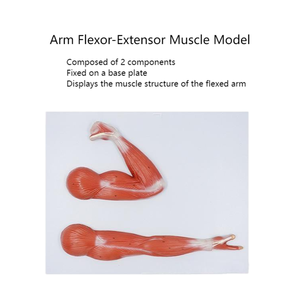 Modèle anatomique des muscles flexeurs et extenseurs du bras, deux poses, modèle de présentation de la structure <span class=keywords><strong>musculaire</strong></span> de l'artère supérieure pour l'enseignement de la biologie et de l'anatomie - Product Image 3