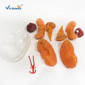 9パーツ自然サイズ解剖学的模型 人間の脳模型 新型脳模型 - Product Image 2