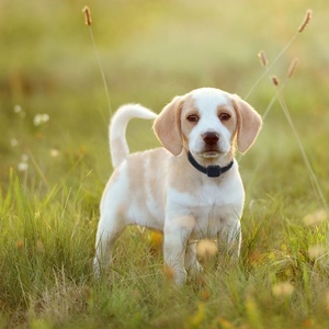 <span class=keywords><strong>Collier</strong></span> <span class=keywords><strong>anti</strong></span>-aboiements rechargeable de dressage de chien sans choc en plastique - Product Image 6