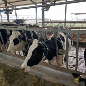 Headlock Vee Gereedschap Boerderij Voeder Landbouwwerktuigen Koe Voor Vee Headlocks Systeem Koeien Melkpoort Landbouwwerktuigen Koe - Product Image 4