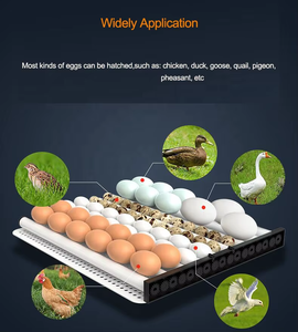 Incubatore automatico di uova 64egg,
