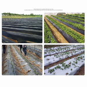 Film de paillage en plastique PE noir argenté écologique, couverture de sol, papier de paillage <span class=keywords><strong>agricole</strong></span> - Product Image 3