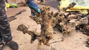 도매 장식 거미 나무 장식 물고기 탱크 장식 자연 수족관 드리프트 나무 - Product Image 6