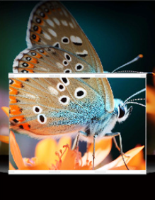 Pantalla LED Transparente para Montaje en Pared Interior 178 °   Ángulo de Visión, Color Azul Claro, Uso Publicitario - Product Image 3