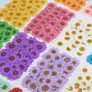 Colorful Handicraft Fresh Real cornflower pressed Natural Dried Flowers Dried Pressed Bulk Mixed Pack Resin For Art Crafts