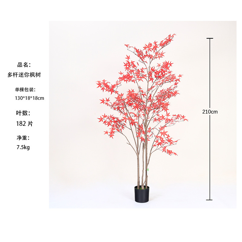 [Vente chaude] Mini-arbre d'érable rouge multi-tiges 210 cm