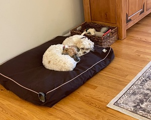 Funda para cama para mascotas, funda de asiento para perros, duradera, transpirable, sostenible, lavable a máquina - Product Image 5