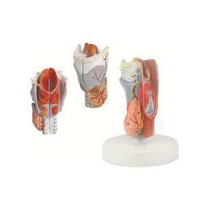 Cartilagini laringee e Musculi Laryngis modello di espansione (2 parti) 110x110x140(mm) SMD0563 - Product Image 4