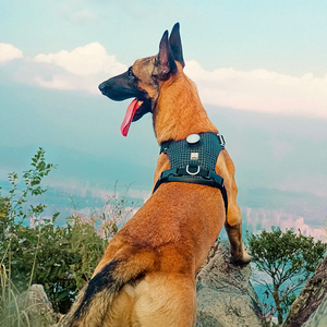 Arnês para Cães Truelove em Nylon Durável com Suporte para Rastreador GPS e Luz LED para Caminhada Noturna Segura e Esportes, Refletivo para Cães Pequenos, Médios e Grandes - Product Image 1