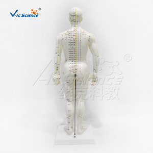50cm Male Human Acupuncture Model with <b>Plastic</b> <b>Disc</b> VIC-503B Acupoint and Meridian Model - Product Image 4