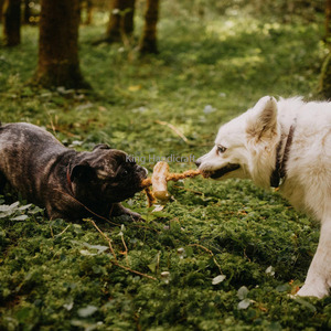 Premium Coffee Wood and Coir <b>Rope</b> Dog Toy Natural Coffee Tree Wood Dental Stick for Pets Organic Eco-Friendly Dog Chew Toy - Product Image 5