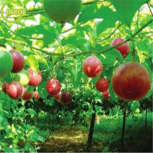 Top nhựa nông nghiệp trellis hỗ trợ thực vật <span class=keywords><strong>Net</strong></span> - Product Image 6