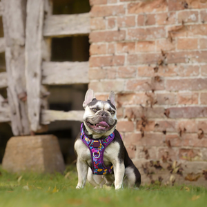 <span class=keywords><strong>Harness</strong></span> Anjing Anti Tarik Tahan Lama dengan Reflektor, Model Step-In untuk Kenyamanan & Kontrol Maksimal - Product Image 6