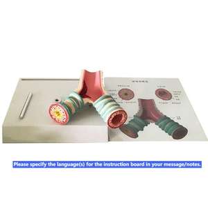 Modelo de enseñanza médica-Modelo de Anatomía de la sección sagital faríngea oral nasal para educación y entrenamiento médico - Product Image 4