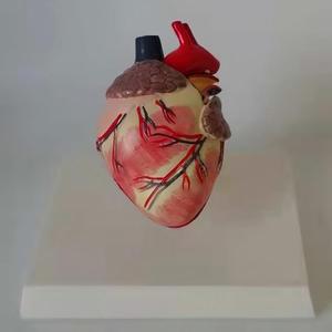 แบบจำลองกายวิภาคหัวใจสุนัข แบบถอดประกอบได้ สำหรับ<span class=keywords><strong>การ</strong></span>สอนและสาธิตทางสัตวแพทย์ - Product Image 2