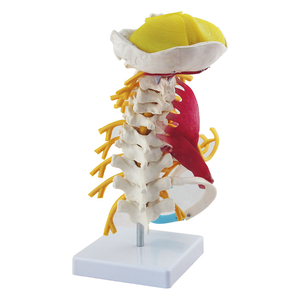 Modelo de columna <span class=keywords><strong>Cervical</strong></span> avanzada humana, modelo de vértebra <span class=keywords><strong>Cervical</strong></span>, uso de enseñanza de esqueleto humano en enseñanza universitaria médica - Product Image 3