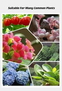 <span class=keywords><strong>ปุ๋ย</strong></span>พืช <span class=keywords><strong>ปุ๋ย</strong></span>ไม้อวบน้ำ <span class=keywords><strong>ปุ๋ย</strong></span>ไฮโดรโปนิกส์ <span class=keywords><strong>ปุ๋ย</strong></span>ผัก <span class=keywords><strong>ปุ๋ย</strong></span>เม็ด 28-0-0 5-10-10 <span class=keywords><strong>ปุ๋ย</strong></span>ไม้อวบน้ำ <span class=keywords><strong>ปุ๋ย</strong></span><span class=keywords><strong>มหัศจรรย์</strong></span>สำหรับปลูกในบ้าน NPK 20-20-20 สำหรับปลูกในร่ม - Product Image 4