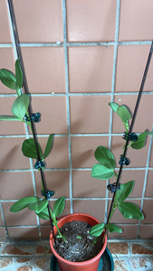 Clips para Plantas Diseñados para Orquídeas, que Proporcionan Soporte para Tallos, Enredaderas y Plantas Trepadoras para Ayudarles a Crecer Verticalmente - Product Image 5