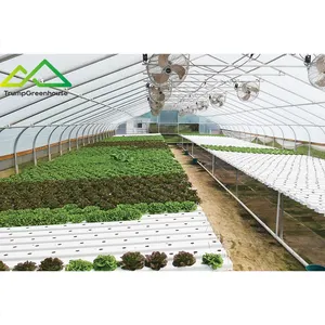 single-span tunnel greenhouse nft hydroponic system for vegetable growing