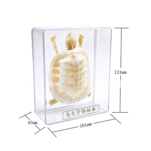 Especímenes Biológicos de Esqueletos de Animales: Serpiente, Murciélago, Lagarto, Tortuga Brasileña, Conejo, Carpa Crucian, Rana, Paloma Doméstica - Product Image 5