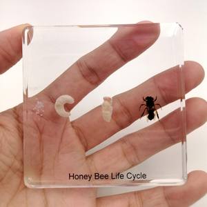 ตุ๊กตาเรซินอีพ็อกซี่เรซินเพื่อการศึกษาตัวอย่างแมลงแมงมุมสำหรับตกแต่งบ้าน - Product Image 6