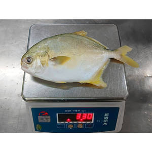 Pescado de Buena Calidad 300-400g, <span class=keywords><strong>Trachinotus</strong></span> <span class=keywords><strong>Ovatus</strong></span> Popular, Pescado Congelado, Pargo Dorado - Product Image 4