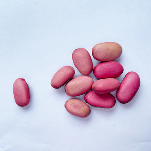 ถั่วดาบคุณภาพสูง (<span class=keywords><strong>Canavalia</strong></span> <span class=keywords><strong>Gladiata</strong></span>) ถั่วแจ็คดิบแห้งธรรมชาติ สีแดง สดหรือแห้ง บรรจุกล่องสำหรับชงชา - Product Image 4